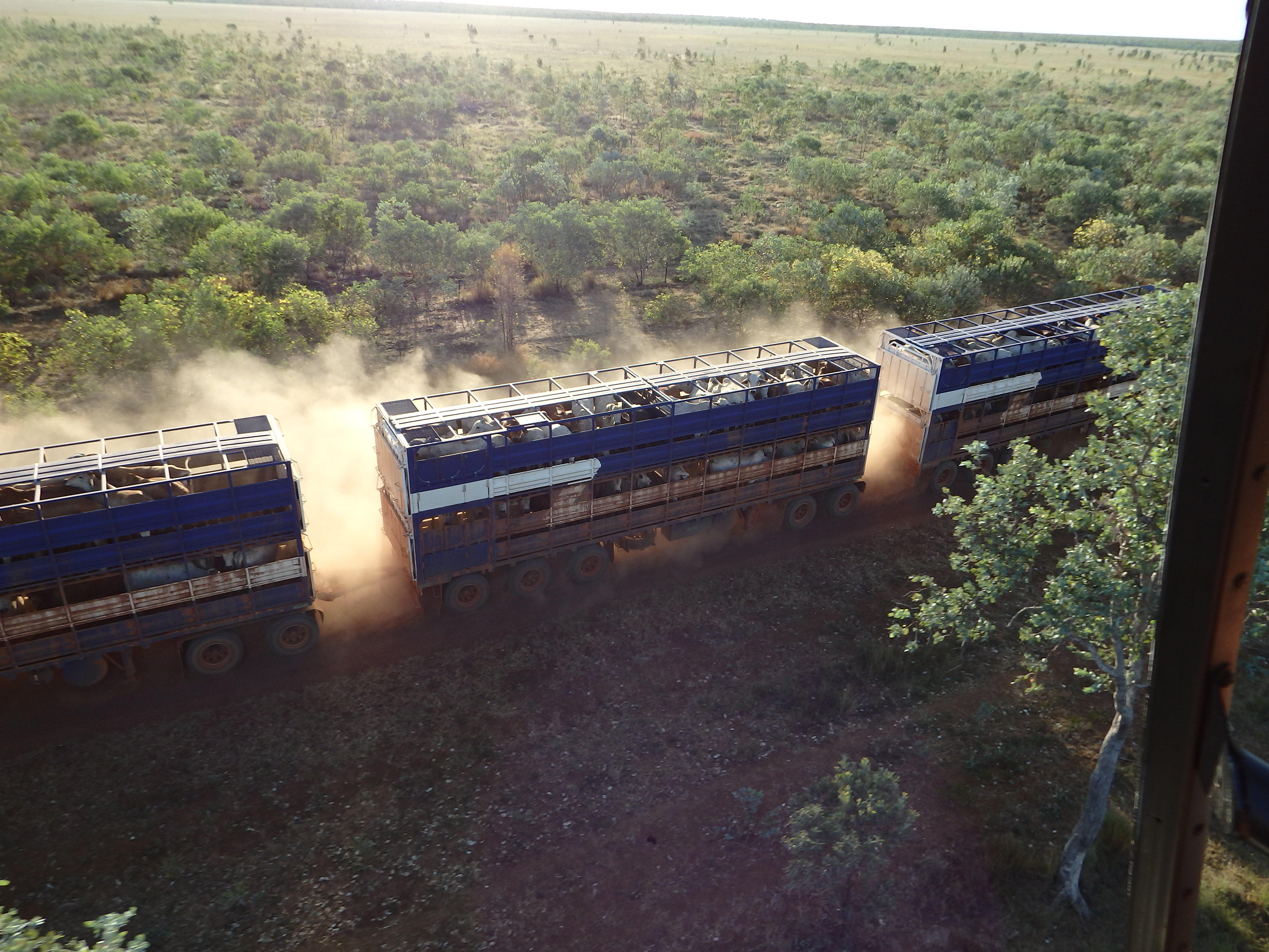 Brahman Beef